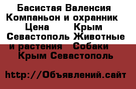 Басистая Валенсия. Компаньон и охранник › Цена ­ 1 - Крым, Севастополь Животные и растения » Собаки   . Крым,Севастополь